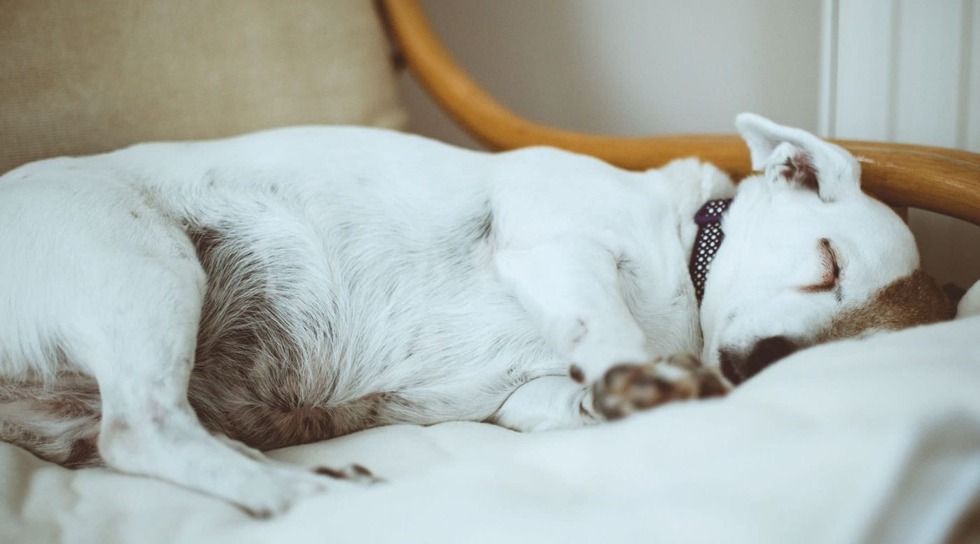Furniture Pets